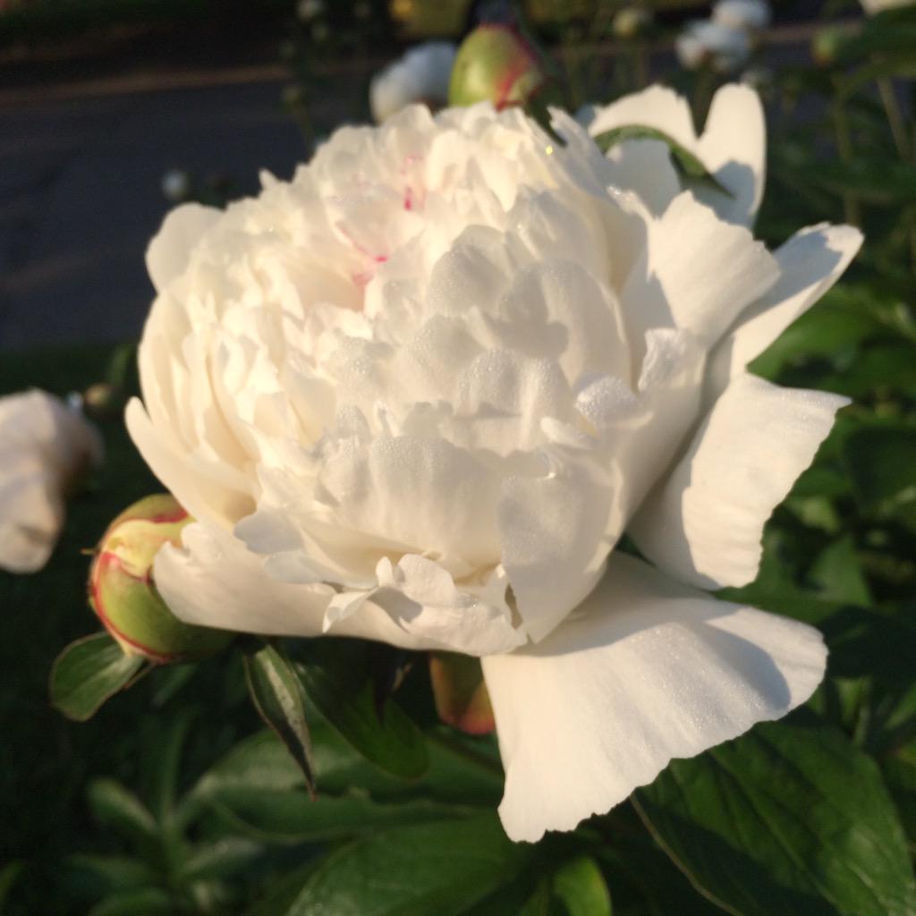 Good morning, Ann Arbor!! #Westside #nofilter