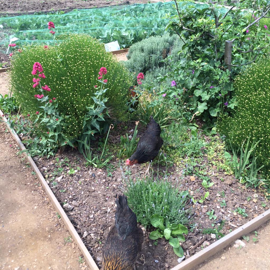 Visiting our friends at the beautiful Phoenix Gardens <a href="/phoenix_FLAME13/">FLAME</a> @phoenixschooluk