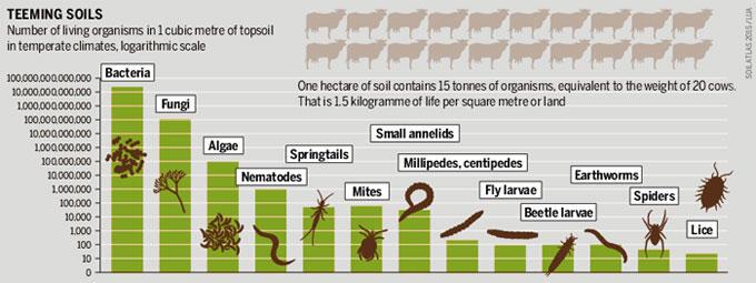 ileia_int's tweet photo. 1ha of soil contains 15 tonnes or organisms, equivalent to the weight of 20 cows http://t.co/l79XuSLrc8 #IYS2015 http://t.co/2Kkhwy6Sbu