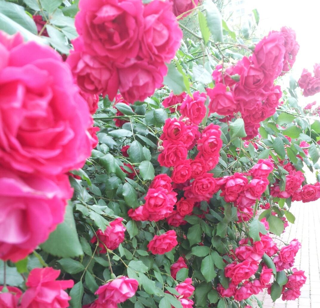 잠언 28 장 6절
성실히 행하는 가난한 자는 사곡히 행하는 부자보다 나으니라