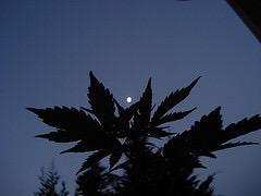 worldinsightful's tweet photo. Goodnight moon #sweetdreams #NightTime #weed #weedplant #peaceful #OneLove http://t.co/tYIaU9dRsm