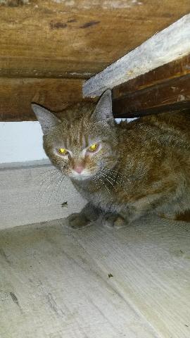 Trouvé Chat Roux Tigré Gris Montpellier Européen Alerte