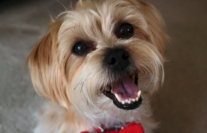 FuzFeed's tweet photo. @rambothepuppy Woohoo! Congrats you've been featured here ➡ https://t.co/CrJQmYjoWl http://t.co/6kggABlj2N