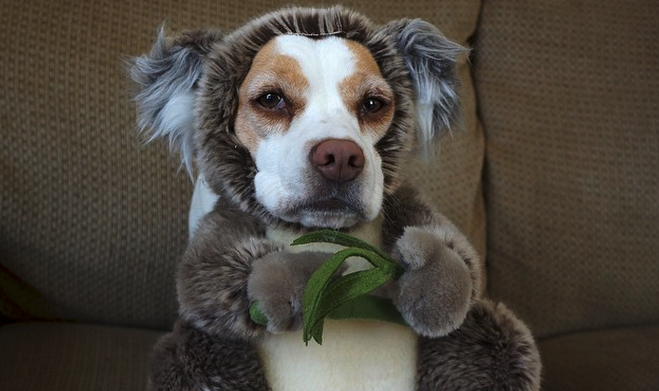 FuzFeed's tweet photo. @maymothedog Woohoo! Congrats! You've been featured on @Fuzfeed! ➡ https://t.co/CrJQmYjoWl http://t.co/HyzGA8PDTN