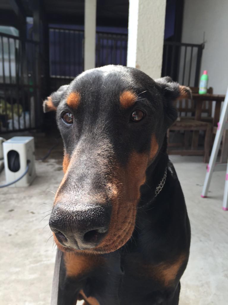 ドーベルマン ティアナ ドーベルマン飼ってる側としては 噛むとか怖いとかそういう印象つくのはとても嫌だ だって怖くないもん すんごい甘えん坊だからね こんな困った顔もするし 怖くない 怖くない Http T Co Jlgxed0oic Twitter