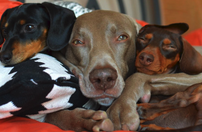 FuzFeed's tweet photo. @harlowandsage Yay! Congrats you've been @Fuzmo Spotted! 🎉 ➡ https://t.co/CrJQmYjoWl http://t.co/dhCuQnMKUm