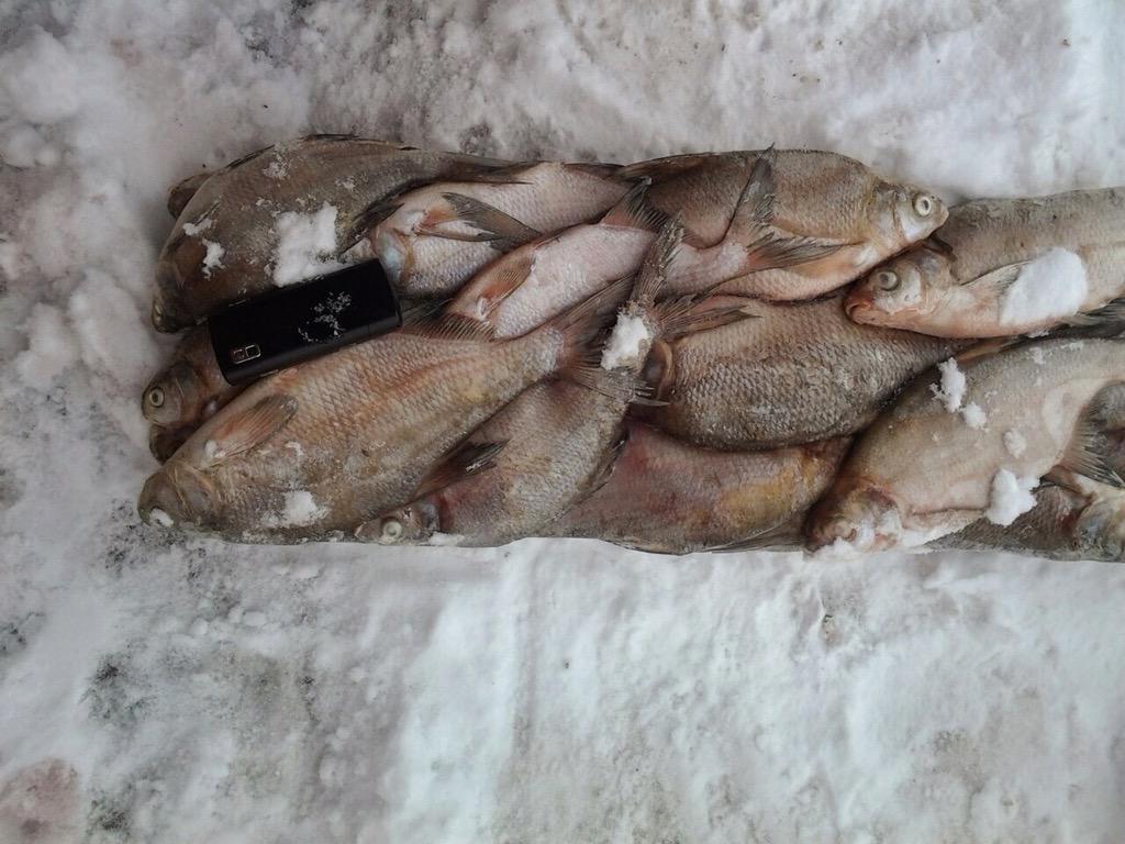 orenfish's tweet image. Лещ астраханский 400-600 гр - цена 43 руб