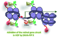 ChemBioChem's tweet image. A Synthetic Transcriptional Activator of Genes Associated with the Retina in... (H. Sugiyama) doi.org/f274xb
