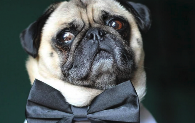 FuzFeed's tweet photo. @atomthepug Congrats! You've been @Fuzmo Spotted! 🎉 ➡ https://t.co/CrJQmYjoWl http://t.co/tt2SX1hExB