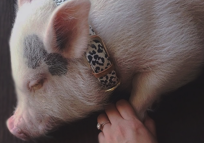 FuzFeed's tweet photo. @hamlet_the_pig Congrats! You've been @Fuzmo Spotted! 🎉 ➡ https://t.co/CrJQmYjoWl http://t.co/g6Eibf33Z5
