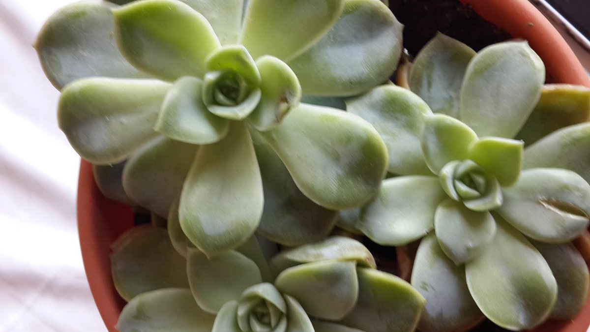 Carmen (@carmenbrindley) on Twitter photo 