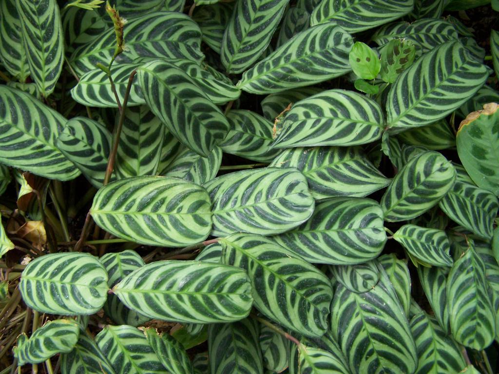Заметка для комнатных садоводов: «Ктенанта — крокодиловый лист» botanichka.ru/blog/2010/02/2…