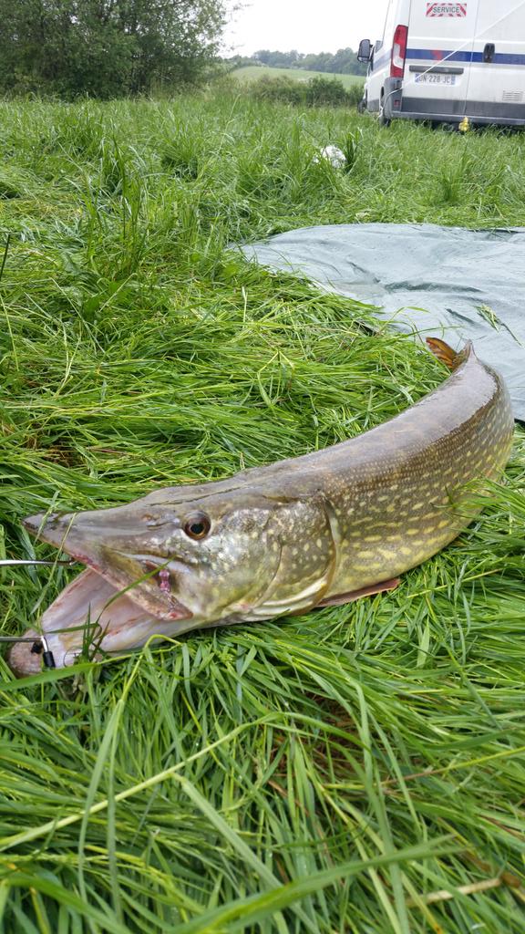 MecetMeuf's tweet photo. 11,4kg pour 1m05 magnifique brochet http://t.co/1cPdJd3aVh