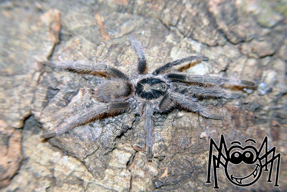 macilacispiders's tweet photo. Holothele incei adult male #madárpók #tarantula #tarantulas #pet #pets #animal #macilacispiders http://t.co/FGQT3gXm0w