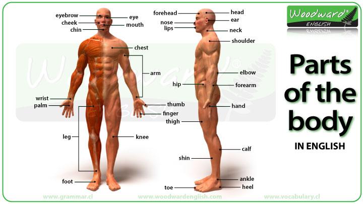 AdnaneBenhida's tweet photo. #Parts of the #body http://t.co/Yrw0DLWQzu