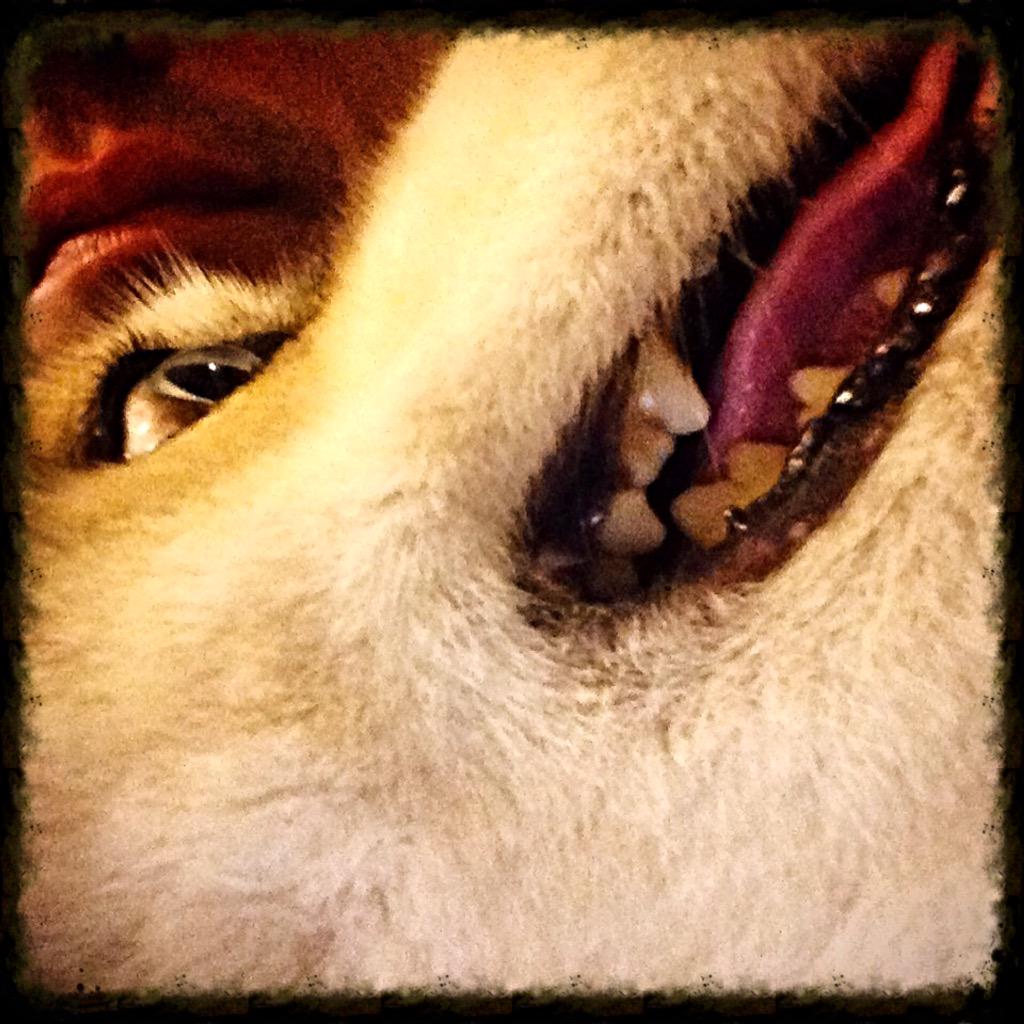 OiledF tweet picture