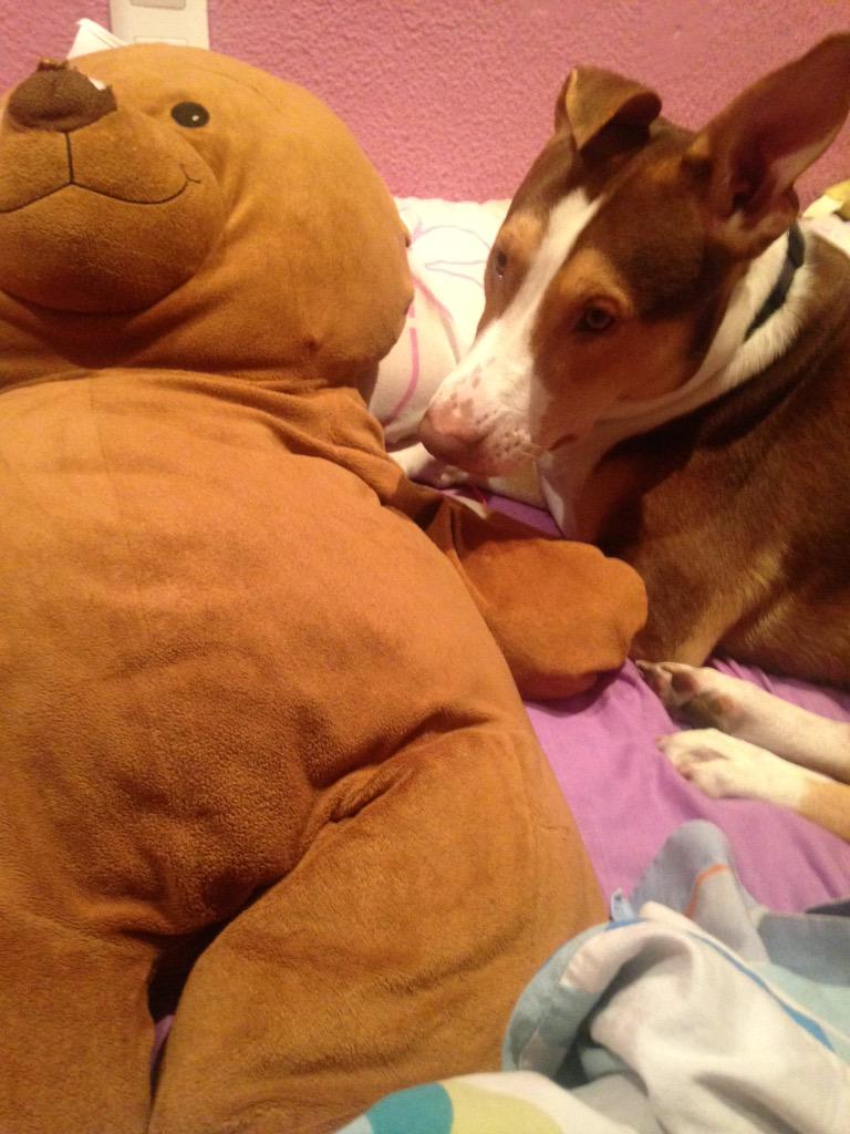 EsmeHMont's tweet photo. #LosChuchosDeJaviYMar 1 añito y 3 meses tiene Lobo, la alegría de nuestra casa😍 http://t.co/eWlCRAiVRS