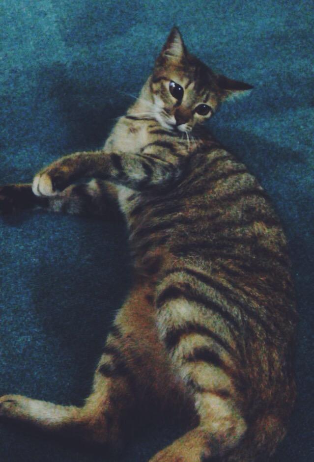 ariffkhamz's tweet photo. There will be no wake-up kiss from her again. Goodbye Humaira 😿 #RIPHumaira http://t.co/g29eNUbbCD