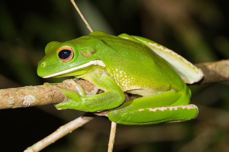 13 Gambar  Katak  Bencok Gambar  Tulisan