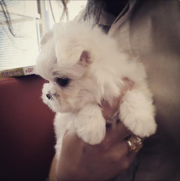 [Appreciation] GOT7 Mark & Youngjae bought a puppy and they named him