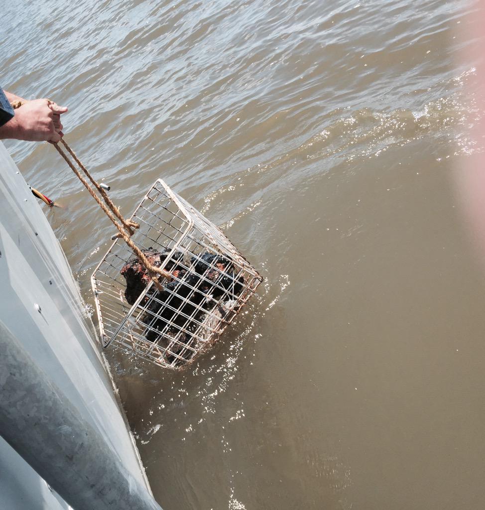 RaqLeeRod's tweet image. A dive team is pulling up artifacts from the wreckage of the civil war warship the CSS Georgia. More on WSAV @ 6