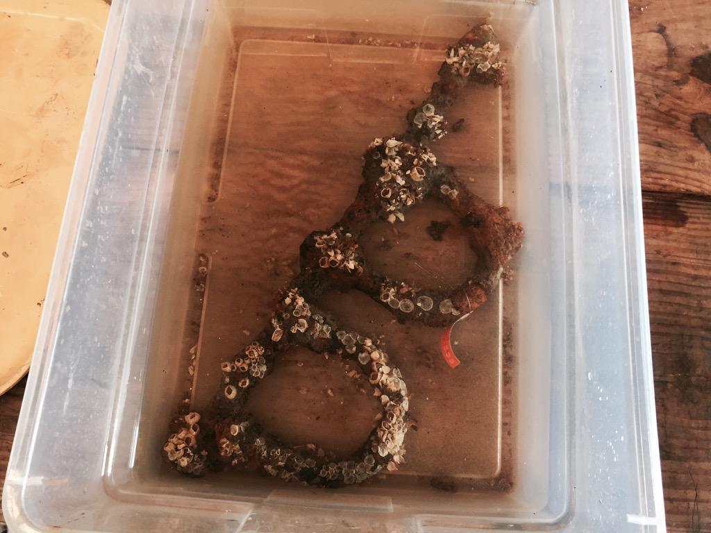 RaqLeeRod's tweet image. More than 1,500 artifacts have been pulled up from the Savannah River of the CSS Georgia