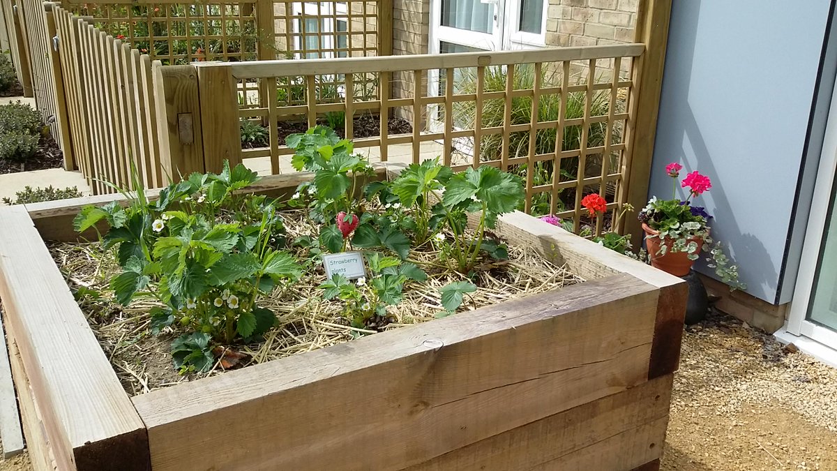 WaterMillHouse's tweet photo. The strawberry plants at @WaterMillHouse are coming along nicely thanks to residents who helped out in the garden :) http://t.co/OWhkF8X6LS
