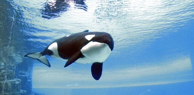 TheOrcaProject's tweet photo. Ontario Passes Bill 80 Ending Future Orca Captivity. Sadly, #Blackfish Kiska was not included. http://t.co/7MEegKxN9m http://t.co/X6lISex6YP
