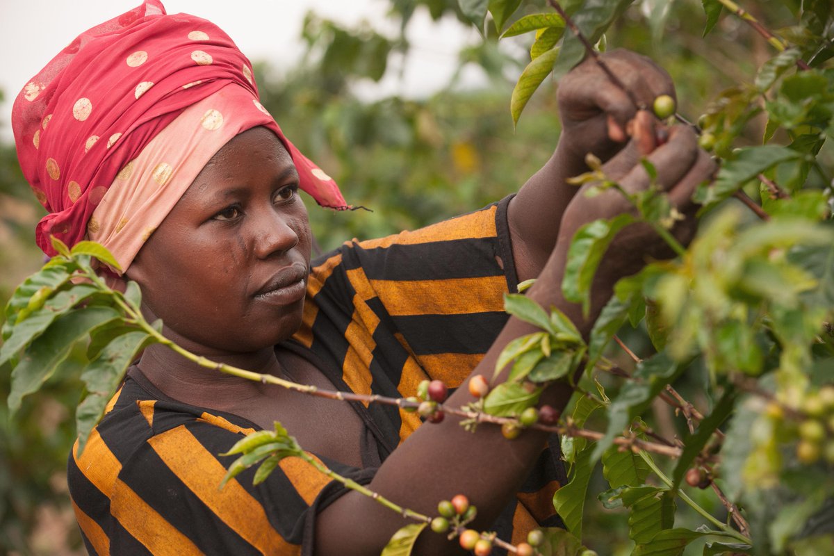 BloombergDotOrg's tweet photo. Women farmers are key contributors to the int'l #coffee market and vital to Rwanda's growth. http://t.co/yHtWf5Ct2k http://t.co/17FfZyOUNj