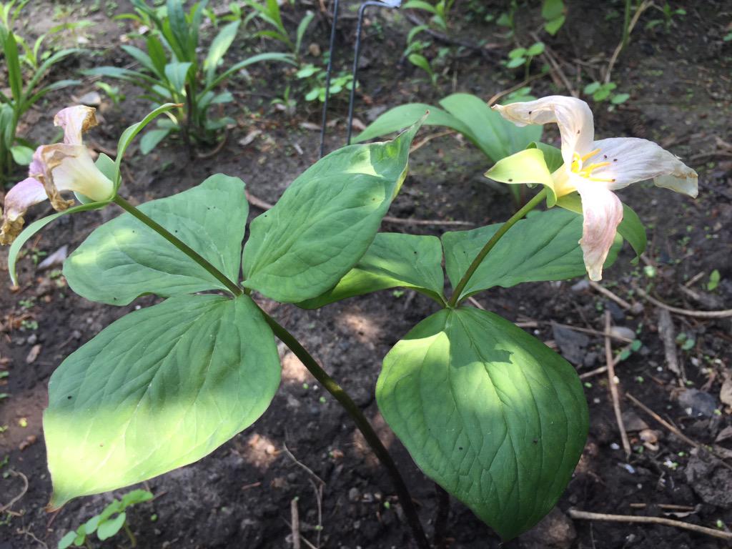 DrCyndiND's tweet photo. Even wilted, trillium is beautiful &amp; a great herb for #endometriosis. #womensherbal #womenshealth #HerbThursday http://t.co/PVYkvlKU3N