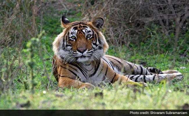 ndtv's tweet photo. A tiger named Ustad divides India. This is his story. http://t.co/ZltiVJcDcq http://t.co/sG97B52nLR