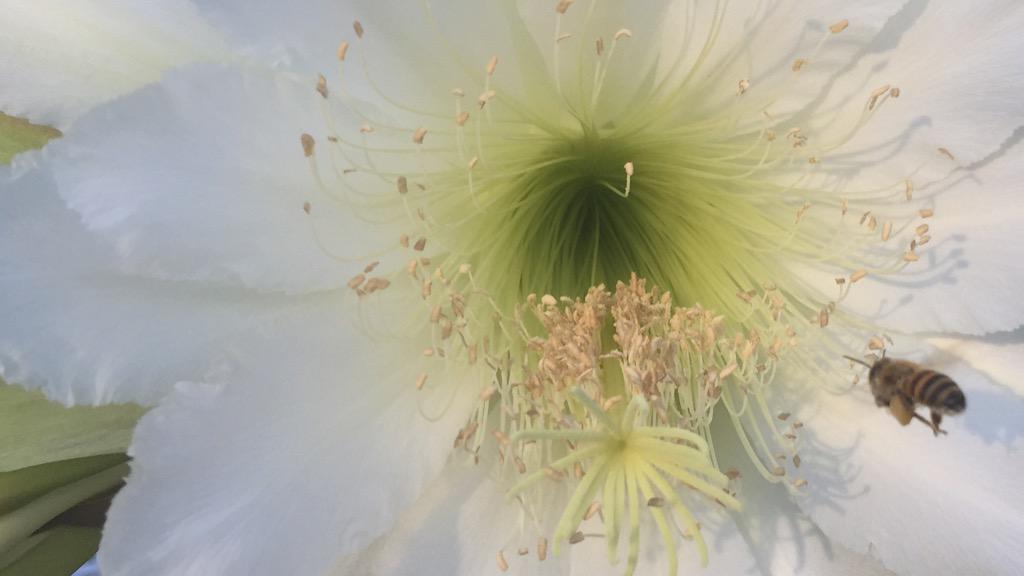 InsureMarco's tweet image. Nature is cool #workingbees #FloridaLife #cactusbloom