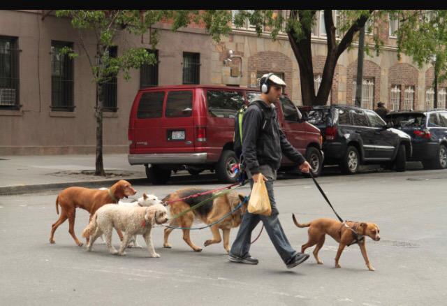 markchills19's tweet photo. @AndrewBogdon saw @dgrossy4 out for a walk with all his girls yesterday #dogsss #sickheadphones 🐶🐶🐩🐩 http://t.co/V6R0aYq5bL
