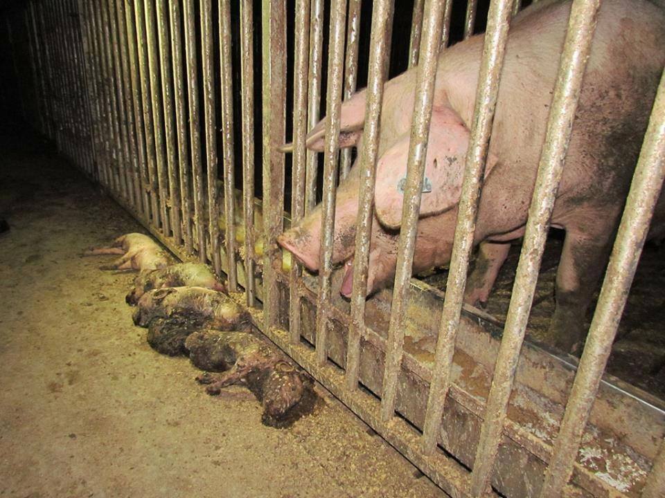 HumanoVegano's tweet photo. La publicidad disfraza la explotación animal de amabilidad, ocultando así la realidad. http://t.co/FW6Wsbt8UH