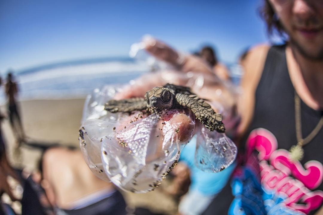 sundayfundayz's tweet image. Who wants to release baby turtles?