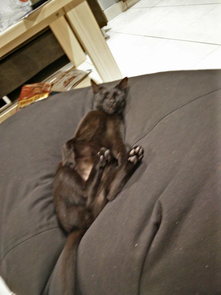 husseinmaruan's tweet photo. @melatirazak I'm like tooth. Paint me like one of your French cats. http://t.co/3YY9mgN6nf