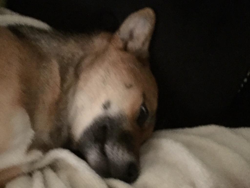 Leynainu's tweet photo. Dat moment when your dog sleeps with the most terrifying face ever and yap, she sleeps with open eyes ffs #DemonDoge http://t.co/fVbht8Yo0e