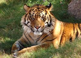 PPoaching's tweet photo. Poaching is going continue to destroy the world... If you don't make a difference http://t.co/8wnHtP5SLf