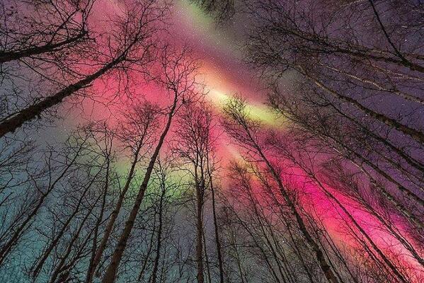 Vibrant red aurora borealis above the birch tree forest in Fairbanks, Alaska