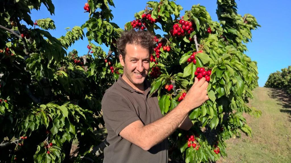 JaviRodanto's tweet image. Best cherries !!