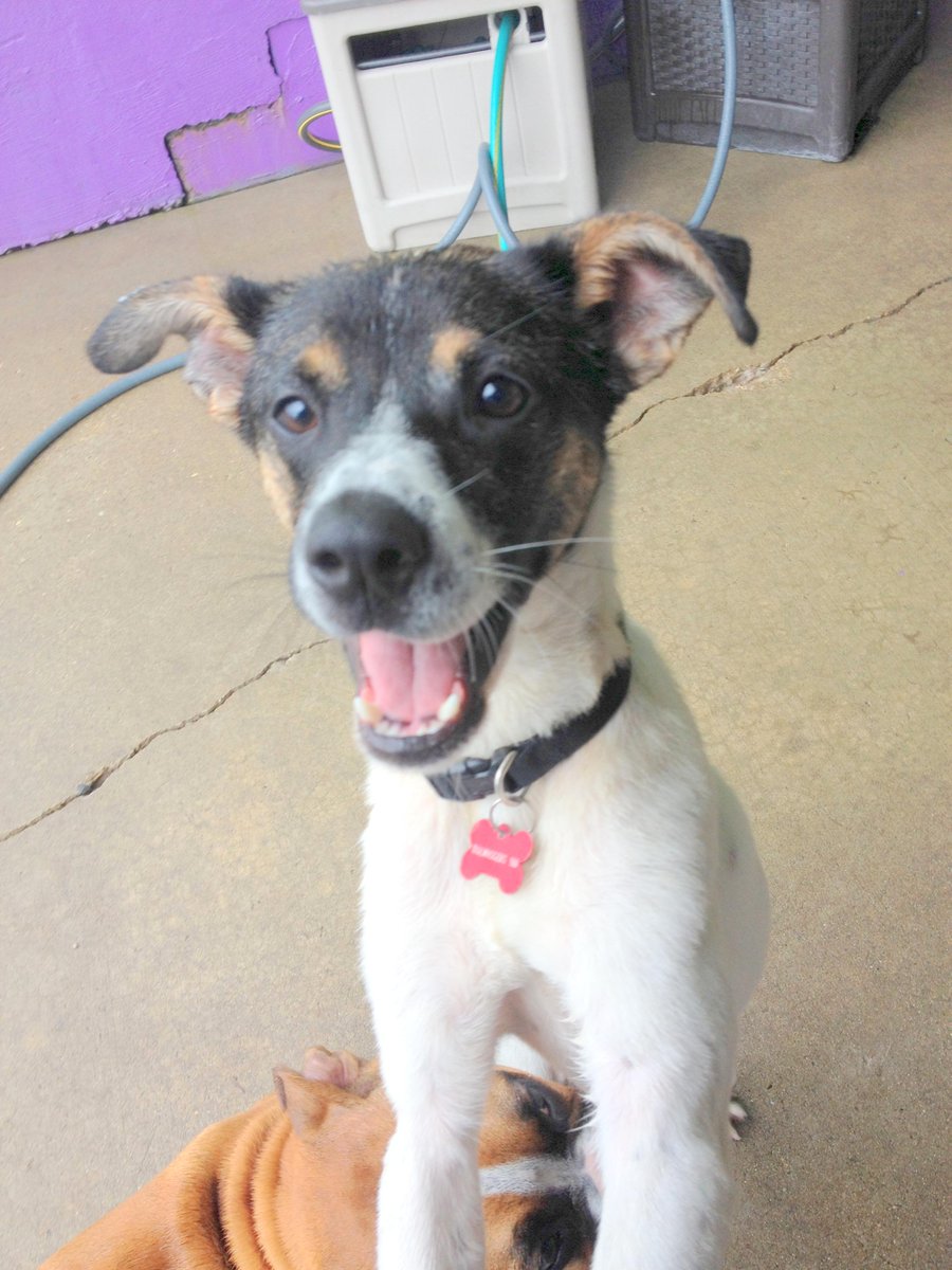 CentralBarkMV's tweet photo. Looking for a new pup in your life? Maybe Rosie is the one! She is currently being fostered by us. #mkedogs http://t.co/5kZHIok3cb