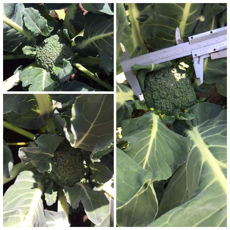 De 1e Noord-Hollandse broccoli wordt over ca. 8 dagen geoogst