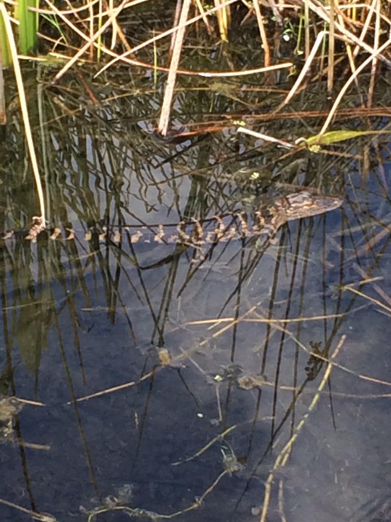 IlliniMGolf's tweet photo. .@DJ_DFunk version of a gator #heylilguy http://t.co/h7C8GmnqLz