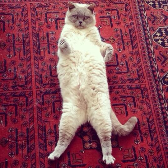 Stephymay_add's tweet photo. Expect daily updates on Instagram from the princess herself aka Mowser when I'm back home #mowser http://t.co/XYzrS29aEz