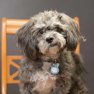 insightrix's tweet photo. Five office dogs with executive titles feat. @Saskwatchq 's Presley http://t.co/rqDXosapim by @muradhem #DogsatWork http://t.co/QlDQ8eeRfn