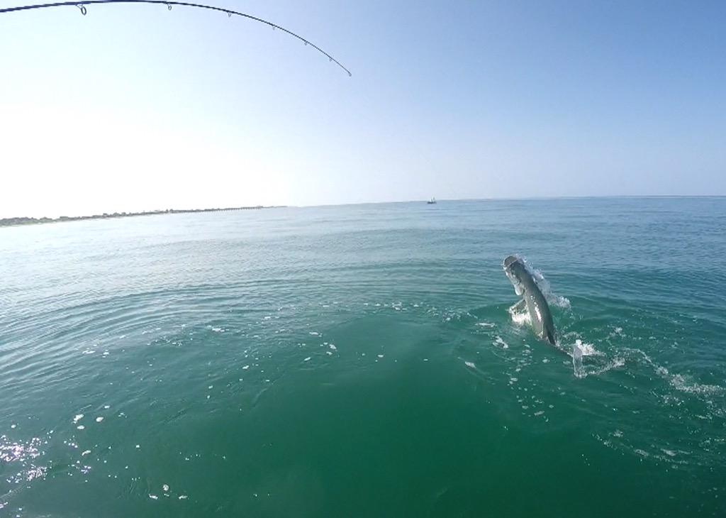 HiClassHooker's tweet photo. Nothing better than a Tarpon jumping on the end of your line #highclasshookercharters #tarpon #veniceflorida http://t.co/qwQZzIQxZB