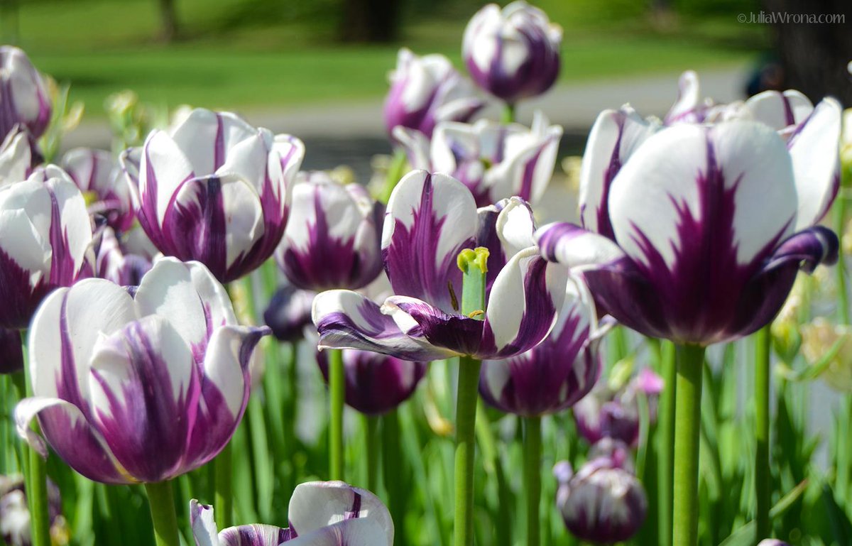 IntoOurElement's tweet image. ICYMI: #Spring is in Bloom in Upstate #NewYork! intoourelement.com/spring-blossom… #travel