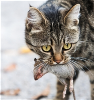 El impacto del gato en la vida silvestre LEE EN bit.ly/1oCuzFg ¿Qué opinas?