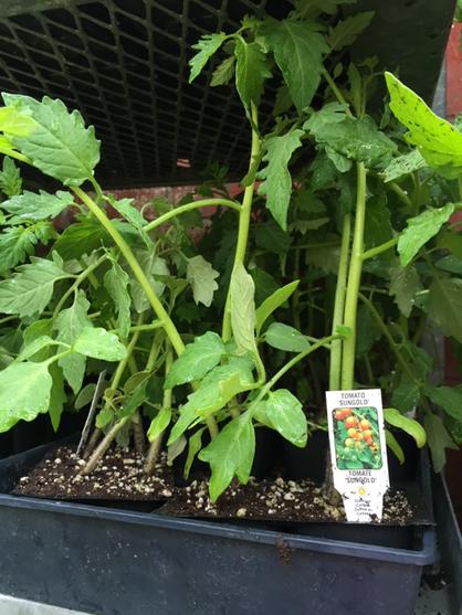 Look what I found at <a href="/Halifaxseed/">Halifax Seed Company</a> - Sungold tomatoes!!!!! #halifax #Myfave