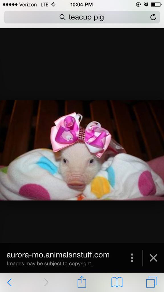chelsEchrist33's tweet photo. Some people drool over dogs and kitties not me all about baby pigs😍 http://t.co/DgPY6msX1v